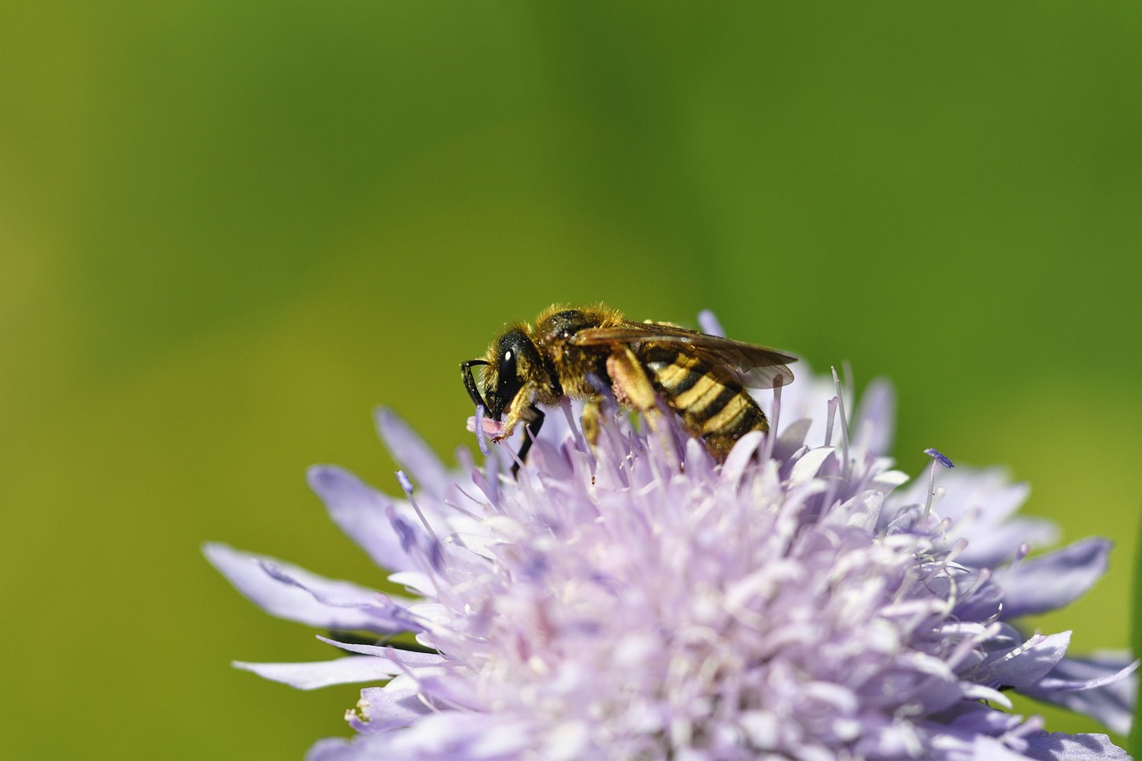 bee, insect, wild bee, blossom, bloom, wild perennial, nature, garden