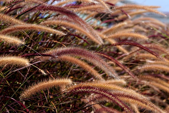 foxtail grass, grass, plant, foxtail, growth, nature, foxtail grass, grass, grass, grass, grass, plant, plant, plant, plant, foxtail, growth, nature, nature, nature, nature, nature