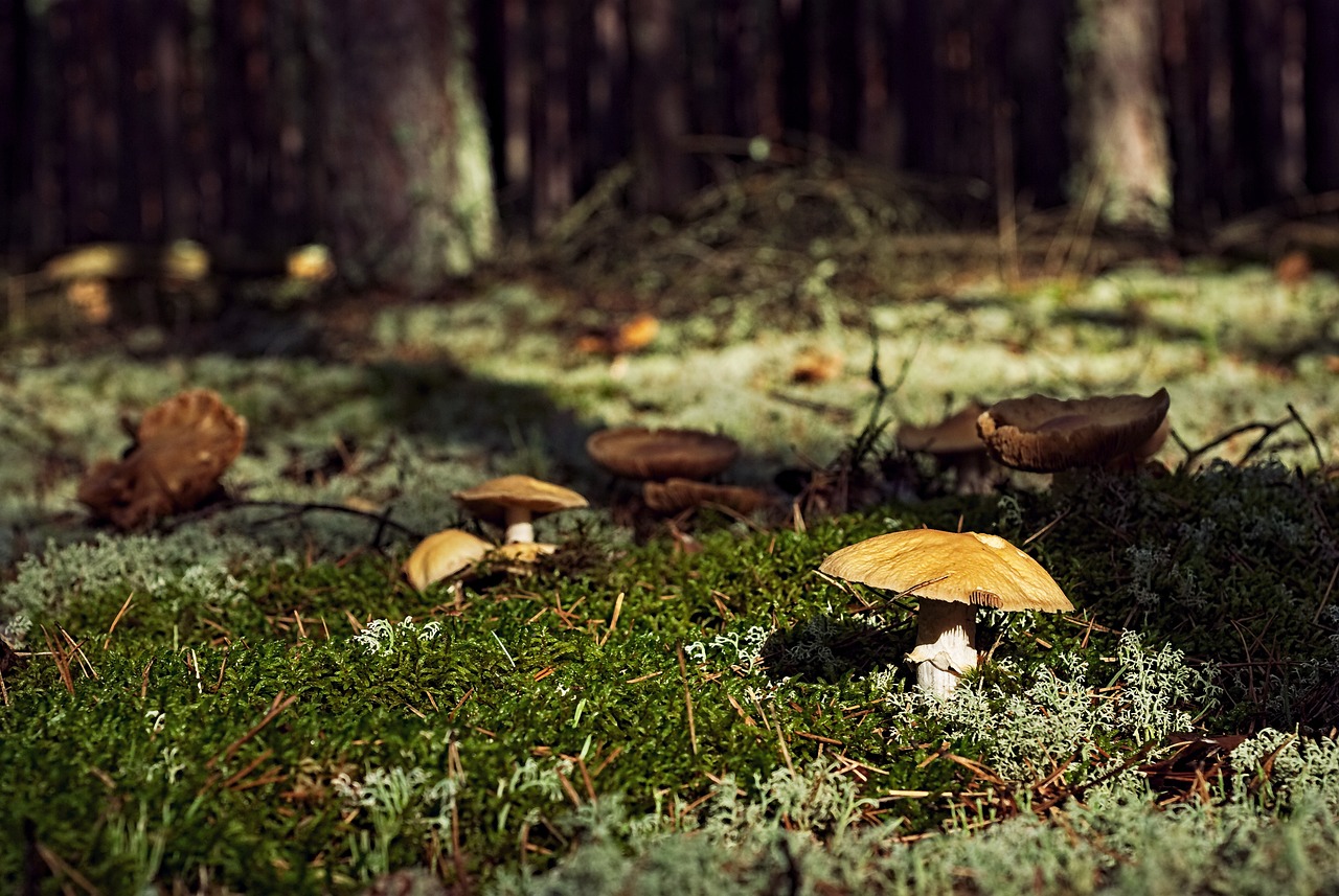 mushrooms, forest, undergrowth, grzyboznawstwo, poisoning, collecting, closeup, collect, autumn