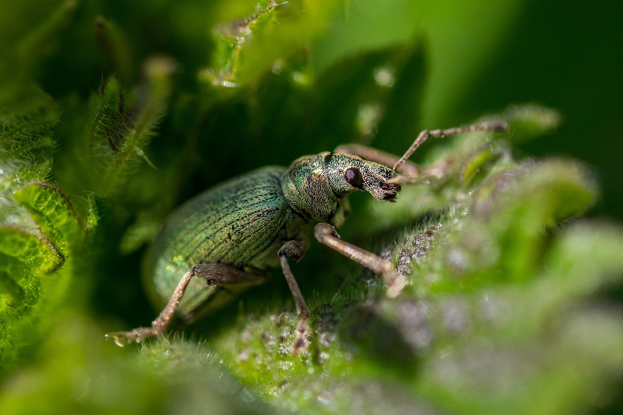 nettle, weevil, beetle, green, insect, pest, leaf, bug, crawl, nature