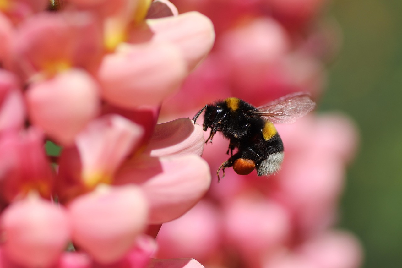 bumblebee, approach, nature, summer, blossom, bloom, flower, spring, insect, macro, close up, pollination, bloom, pollen, hard working, wing, flying, petals, collect, animal, bee, pollen panties, types of die, insects die, protection of species