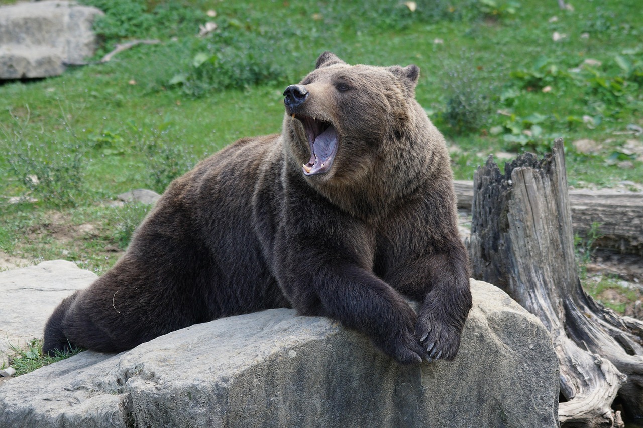 brown bear, bear, zoo, yawning, dormant, weary