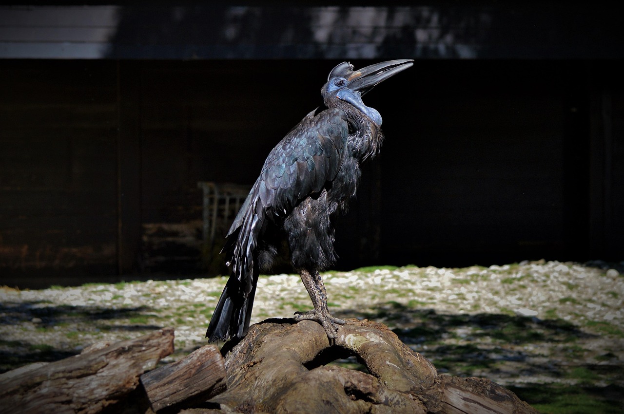 hornbill, crow, bucorvus, bird, beak, feathers, creature, animal, wild bird, zoo, tierpark hellabrunn