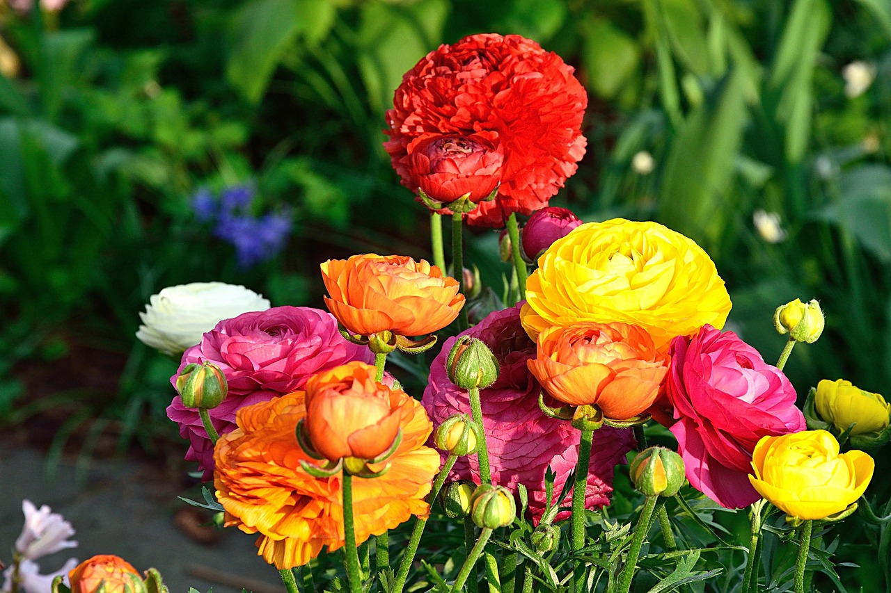 ranunkeln, flower, spring, colorful