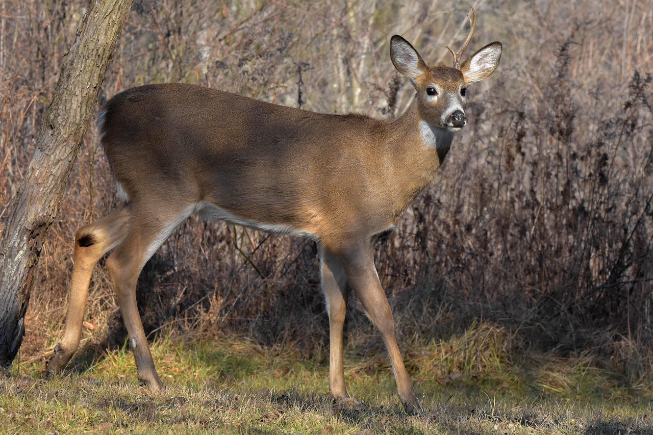 nature, wildlife, mammal, forest, wild, deer, buck, white-tail deer