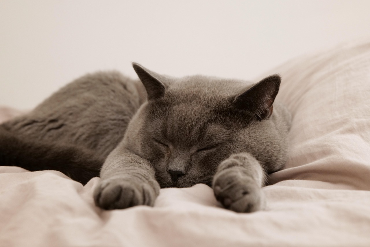 cat, pet, animal, domestic, feline, mammal, sleep, bed, british cat, british shorthair, gray cat, sleeping cat, cat in bed