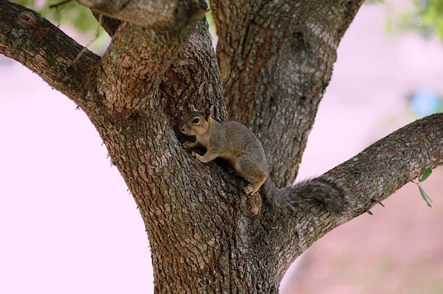 Image for Visiting the Lisbon Zoo with its diverse animal exhibits.