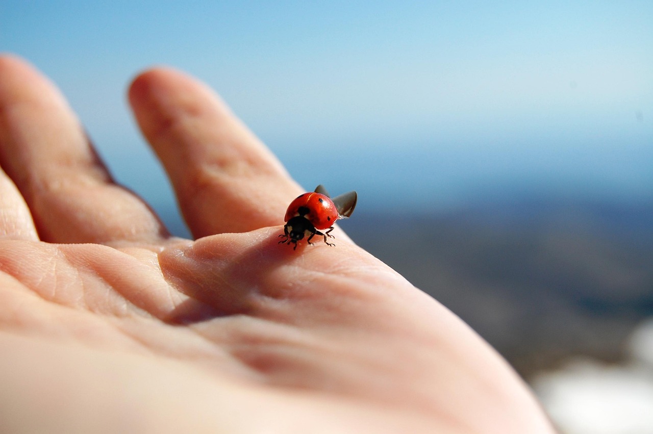 ladybug, ladybird, hand, red, bug, insect, luck, nemrut