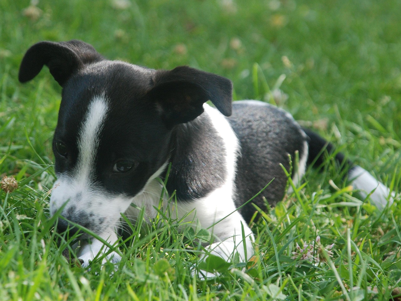 puppy, mascot