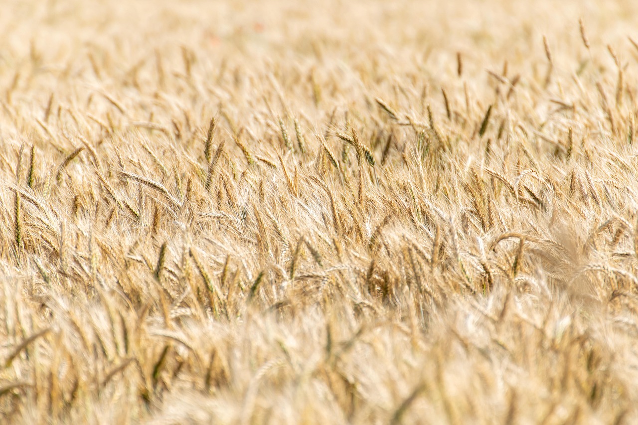 cereals, cornfield, ripe, agriculture, summer, structure, texture, grain, food, nature