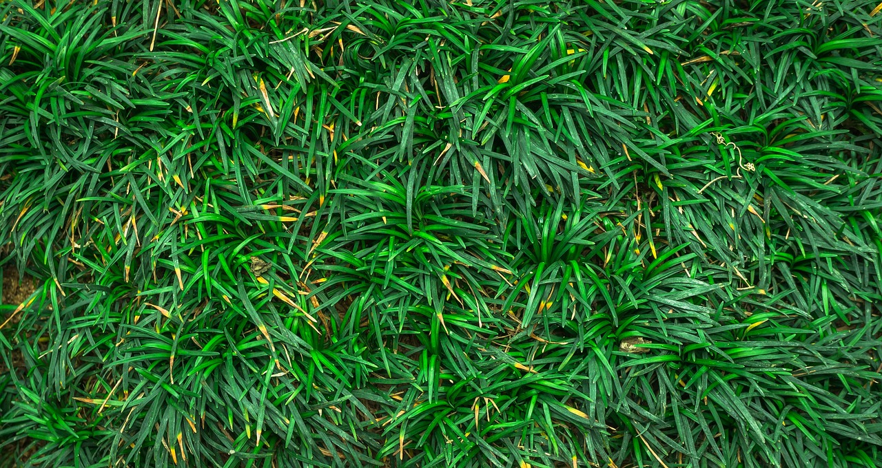 leaf, green, abstract, plants, green abstract, green leaf, green leaves
