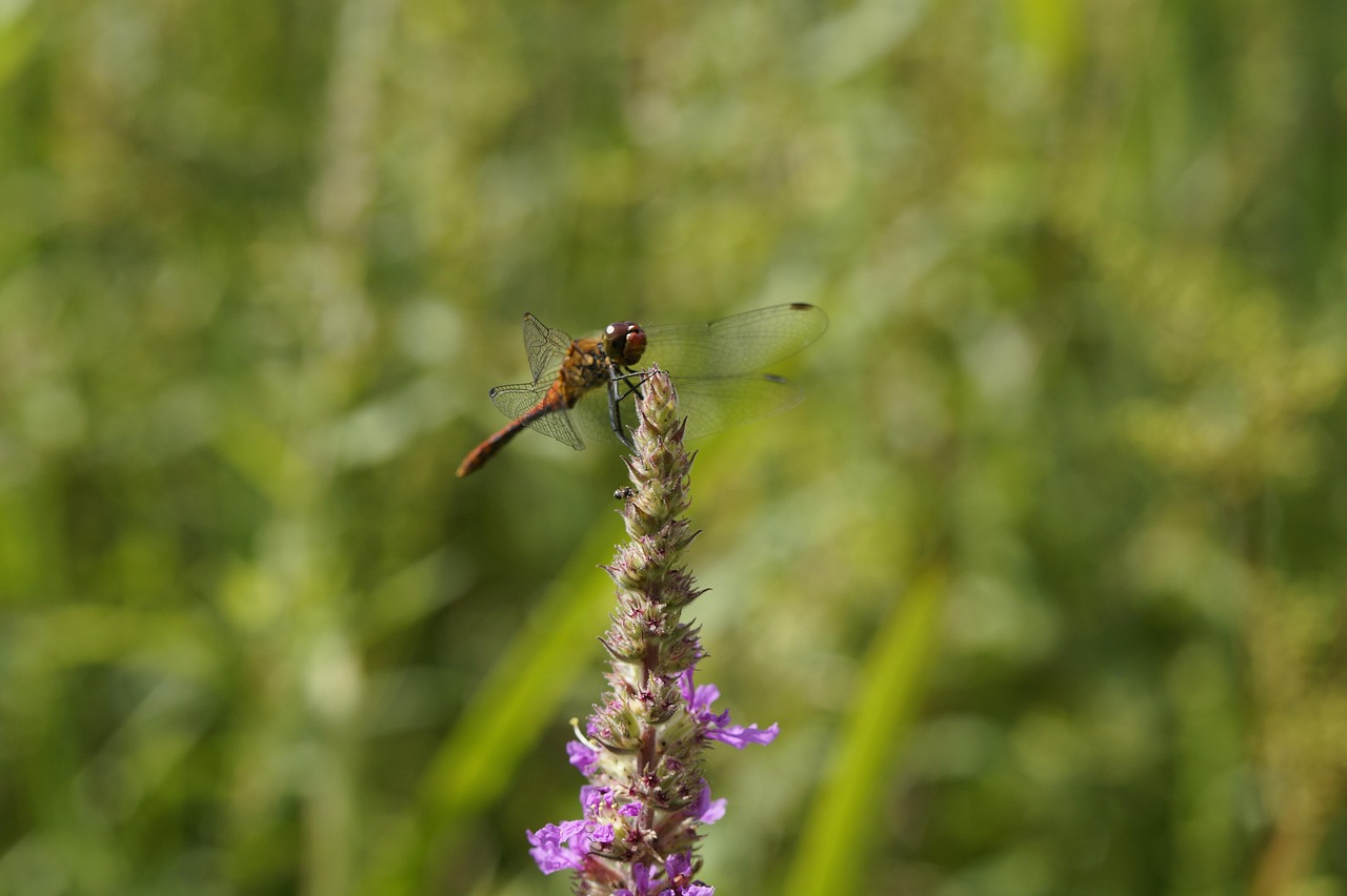 red dragonfly, dragon-fly, red, loosestrife, wet biotope, near shore, riverbank, insect, close up, wing, nature, flora and fauna, summer