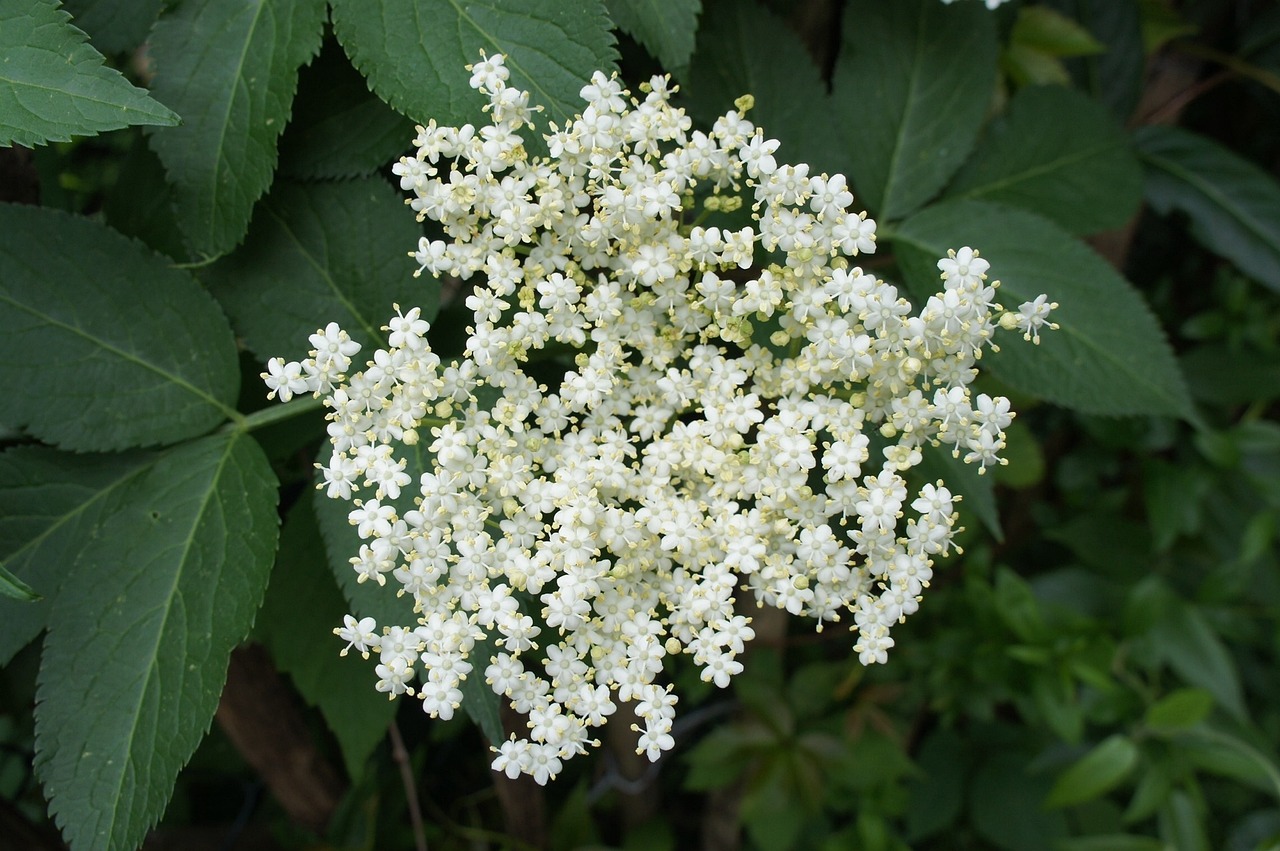 elder, bush, white, elderflower, shrub, blossom, bloom, ornamental shrub, inflorescence