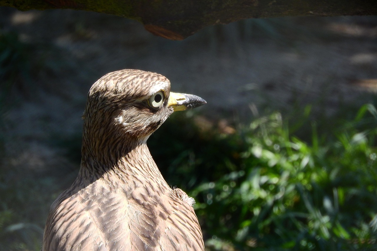 double úhorní, burhinus oedicnemus, charadriiformes, double, snipey, head