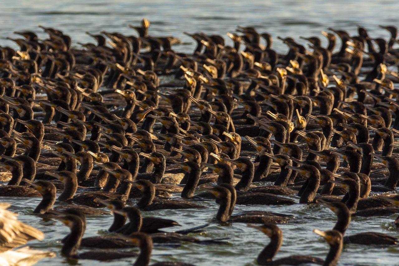 cormorants, birds, lake, animals, water birds, wildlife, flight, gulp, sunning, swim, nature