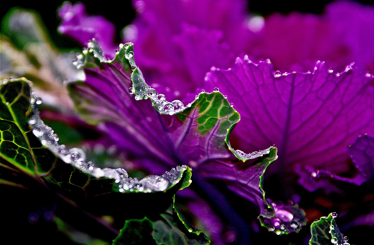 cabbage, leaves, foliage, dew drops, garden, winter cabbage, bloom, botanical, gardening, winter flowers, potted plants, flower, nature