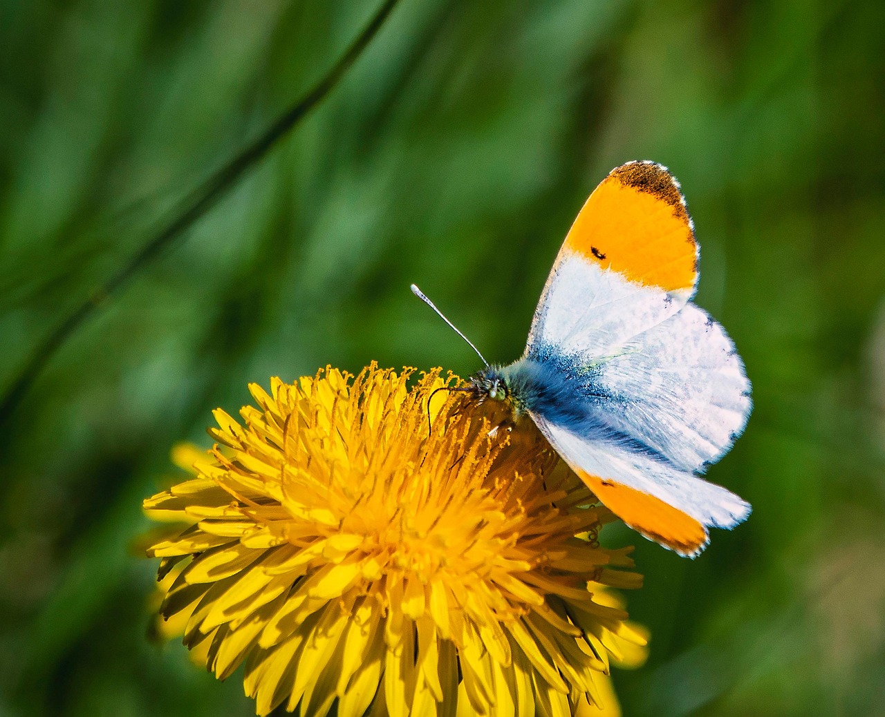 butterfly, orange tip, flower, yellow flower, pollinate, pollination, yellow petals, butterfly wings, winged insect, lepidoptera, close up, wings