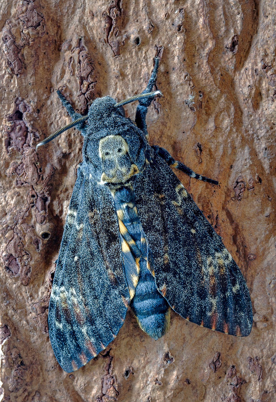 deaths head hawk-moth, wings, skull, moth, pattern, antenna, bark, lepidoptera, night, blue, yellow, mark, marked, brown night, brown death, brown pattern, brown skull