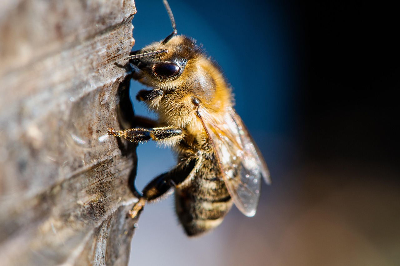 western honey bee, bee, carnica, insect, european honey bee, apis mellifera, beehive, apiary, beekeeping, nature, macro, closeup, carniolan honey bee