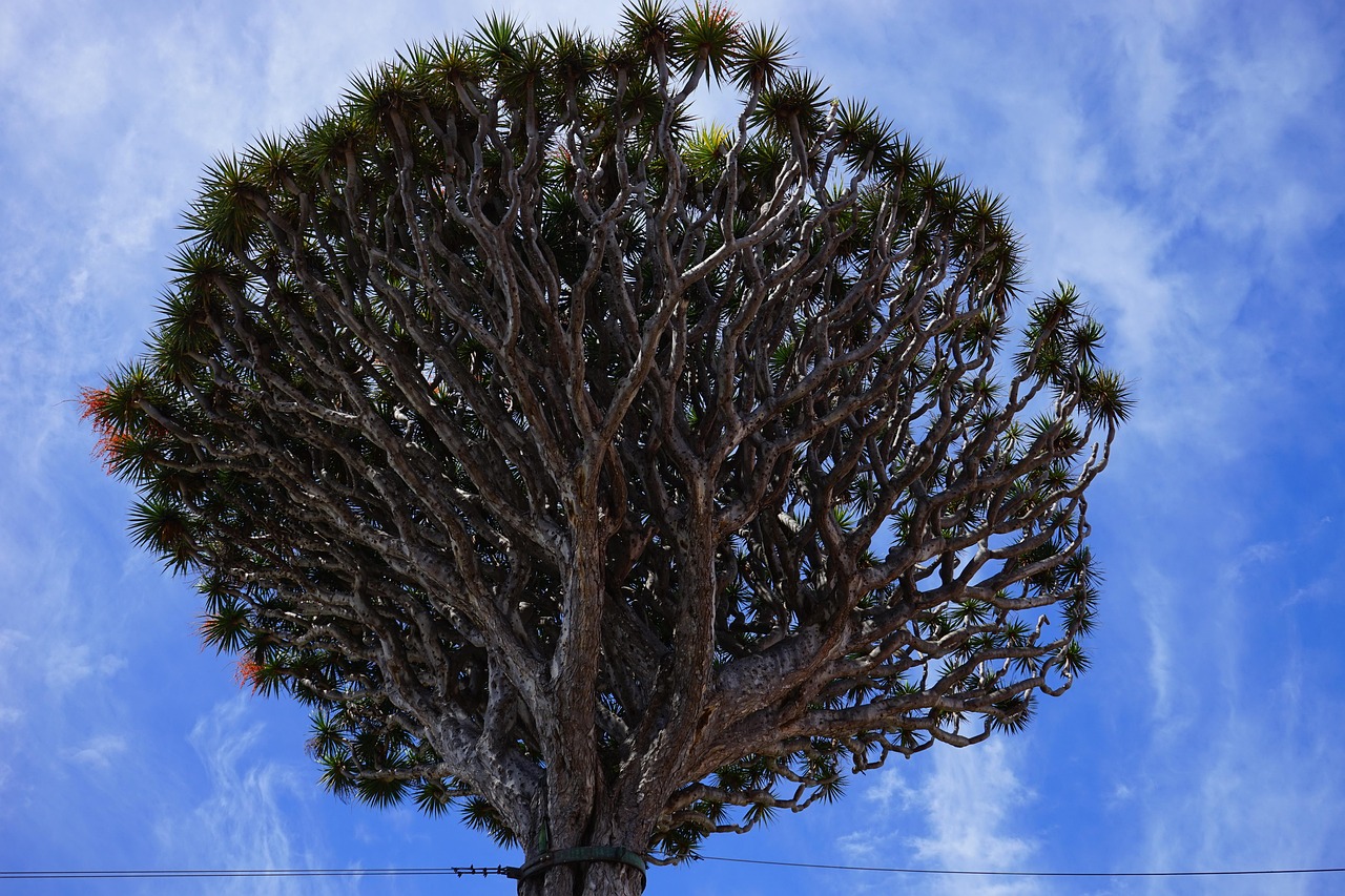 canarian dragon tree, inflorescences, dragon tree, dracaena draco, branches, branched, treetop, tree, dracaena, asparagus, asparagaceae, el drago, tenerife, icod de los vinos, canary islands