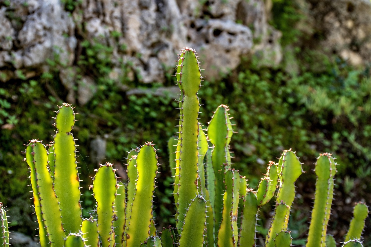 cacti, cactus, plants, greenery, garden, gardening, rock, vegetation, nature, botanic, prickly, thorns, provence, french riviera, mediterranean, france, europe, southern france, south of france, morning light