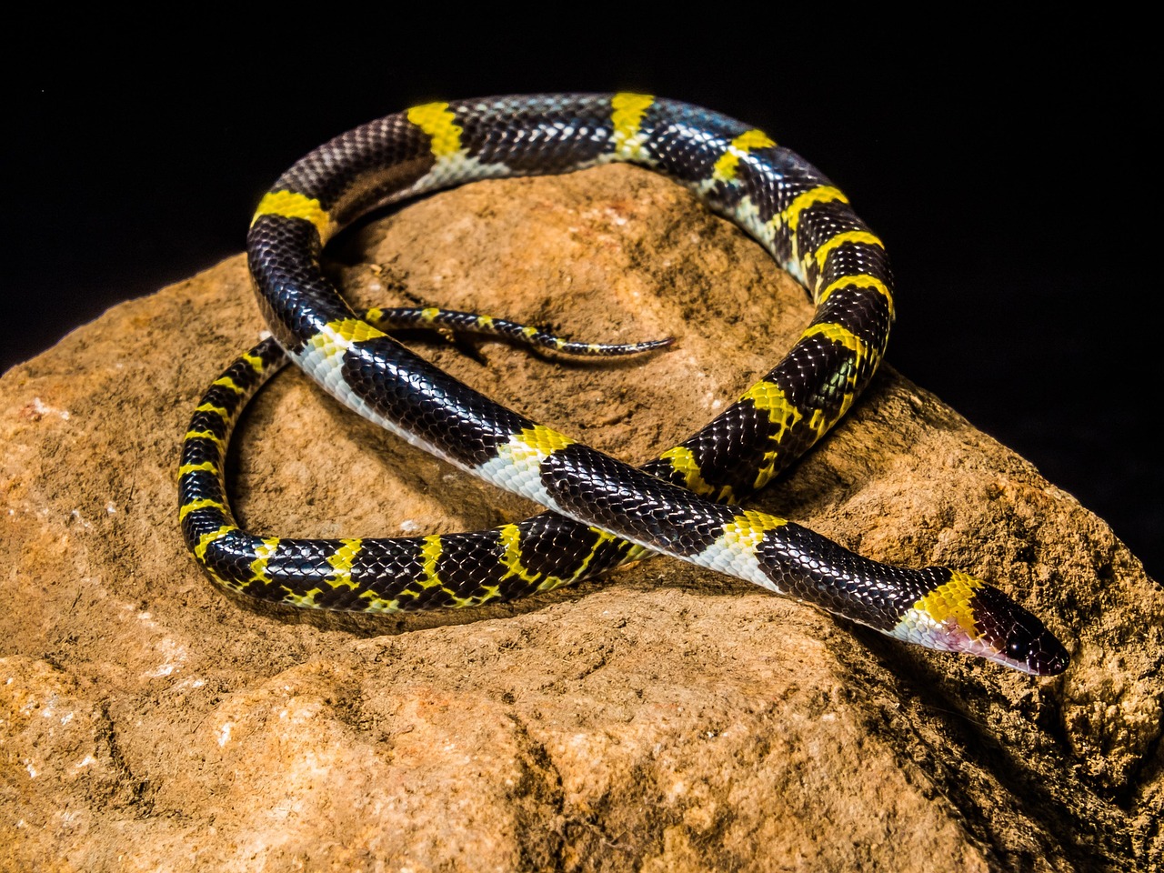 line, young snake, black yellow, non toxic, reptile