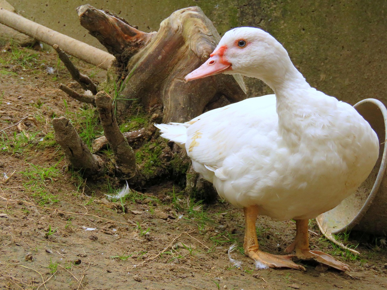 duck, flight duck, white, duck bird, plumage, poultry, wart duck
