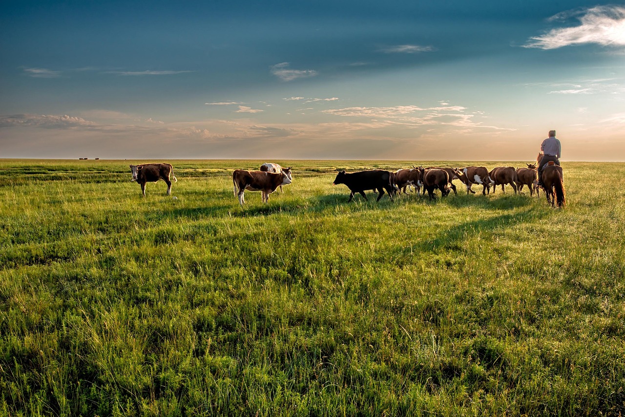 cow, grassland, grazing, nomad, dornod plain, asahi, mongolia, landscape