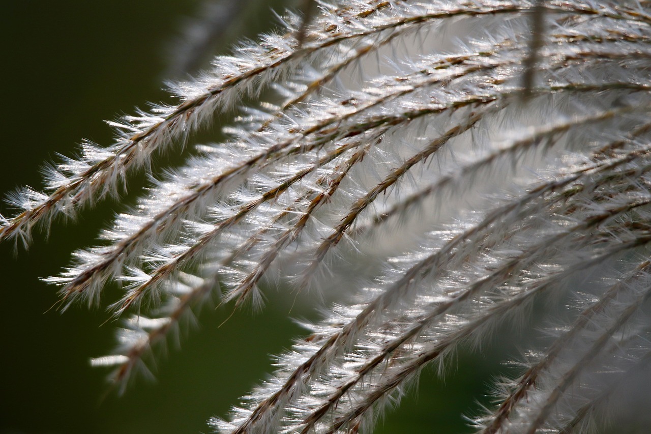 reed, grass, elephant grass, miscanthus sinensis, soft, china grass, zebra grass, grasses, fluffy