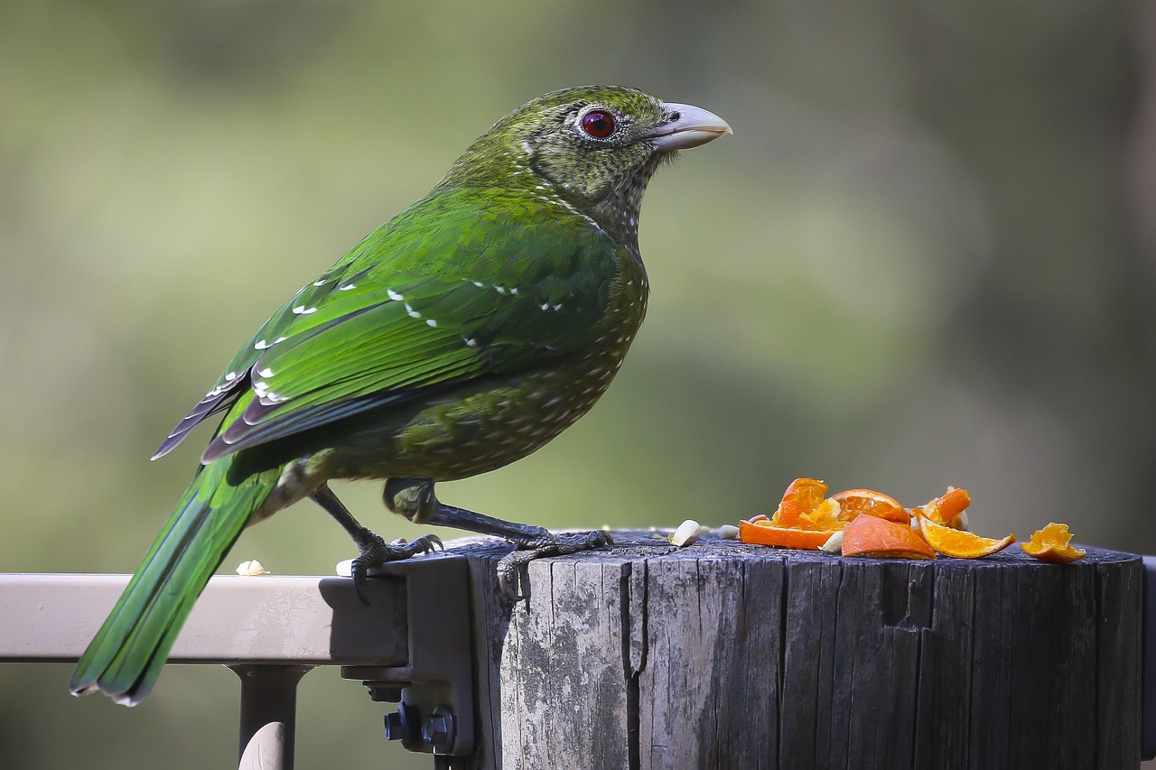 animal, avian, bird, close-up, color, daylight, environment, food, fruit, green, little, log, orange, outdoors, perched, slice, tropical, wild, wildlife, wood
