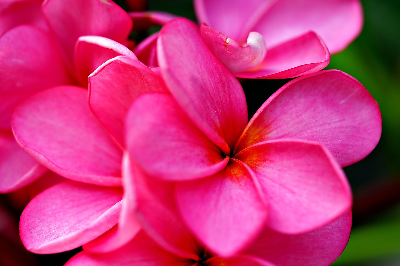 flower, petals, frangi pani, flora, pink, nature