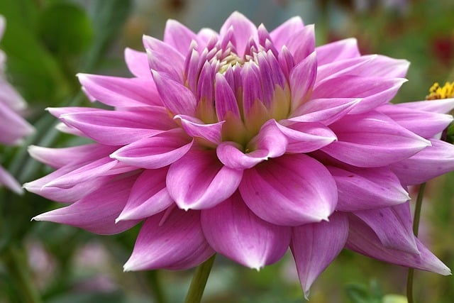 dahlia, flower, hd wallpaper, plants, asteraceae, cereal, colorful, vibrant, garden, flora, nature, perennial, wallpaper, variegated, dhalia, multi-colored, summer, closeup, decorative, close up