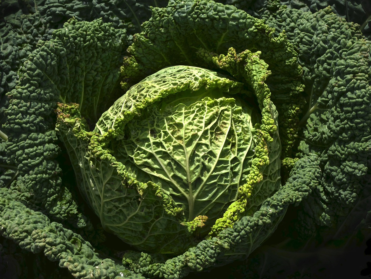 vegetables, savoy, waterdrop, plant, welschkraut, savoy cabbage, wirz, köhli, brassica oleracea, cabbage, agriculture, field crop, vegetable growing, vegetable patch, vegetable garden, fall, harvest, ripe, harvest time, field order, meal, food, nutrient, vitamins, nourishment, feed, health, vegan