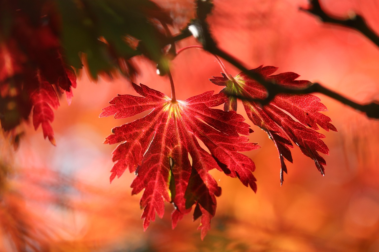 leaves, tree, fall, branch, plant, flora, forest, nature, close up, autumn colors