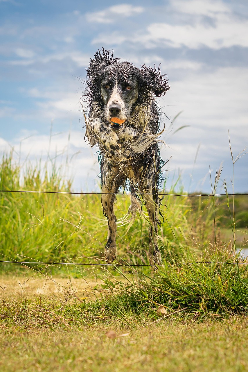 layla, springer spaniel, dog, pet, spaniel, springer, english, cute, pedigree, gundog, purebred, field, jumping dog, byron bay, australia, summer