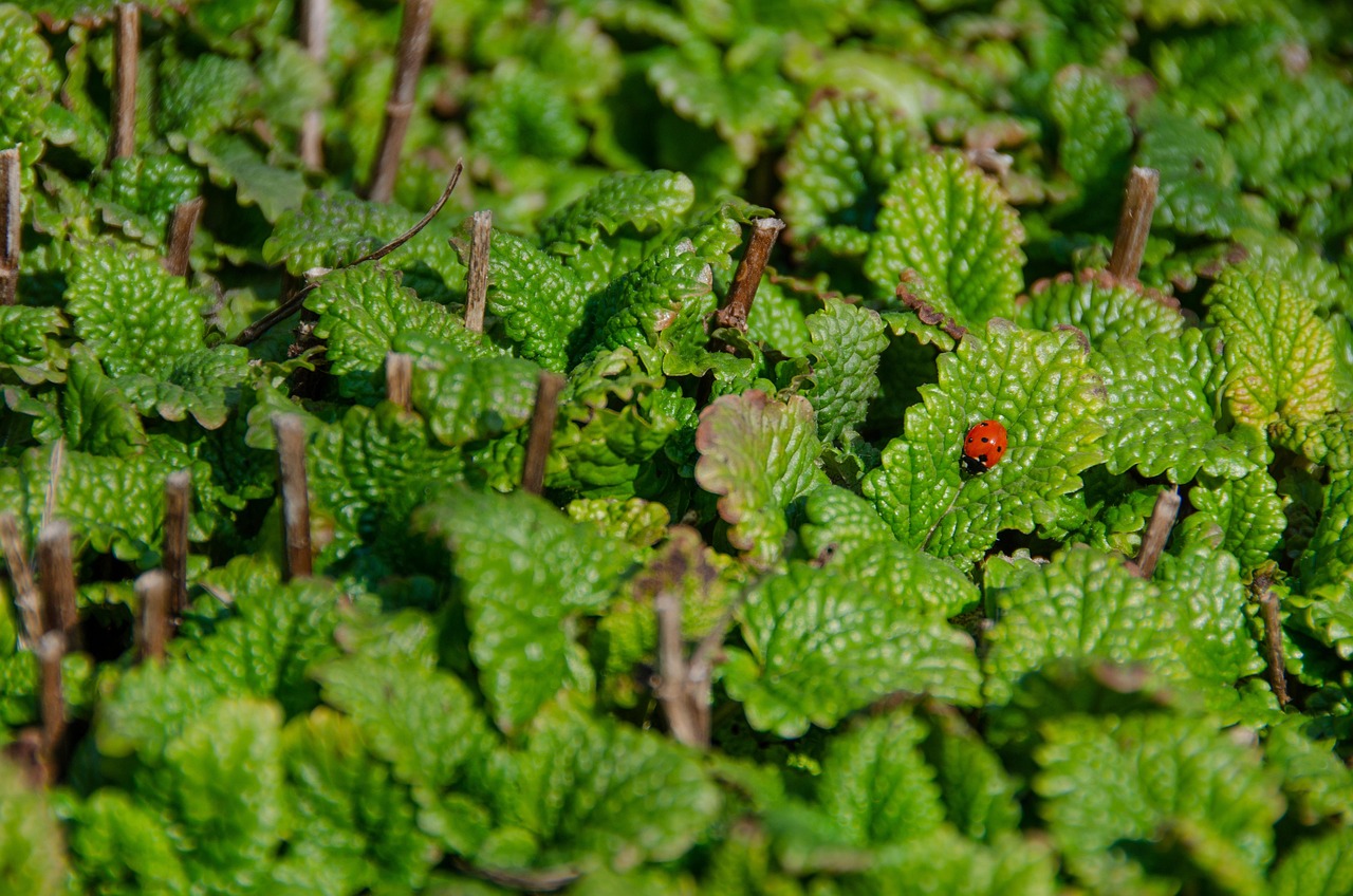 balm, lemon balm, spring, sprouted, ladybug, culinary herbs, garden, garden herbs, aroma, aromatic, tea, plant, refreshment, lemonade