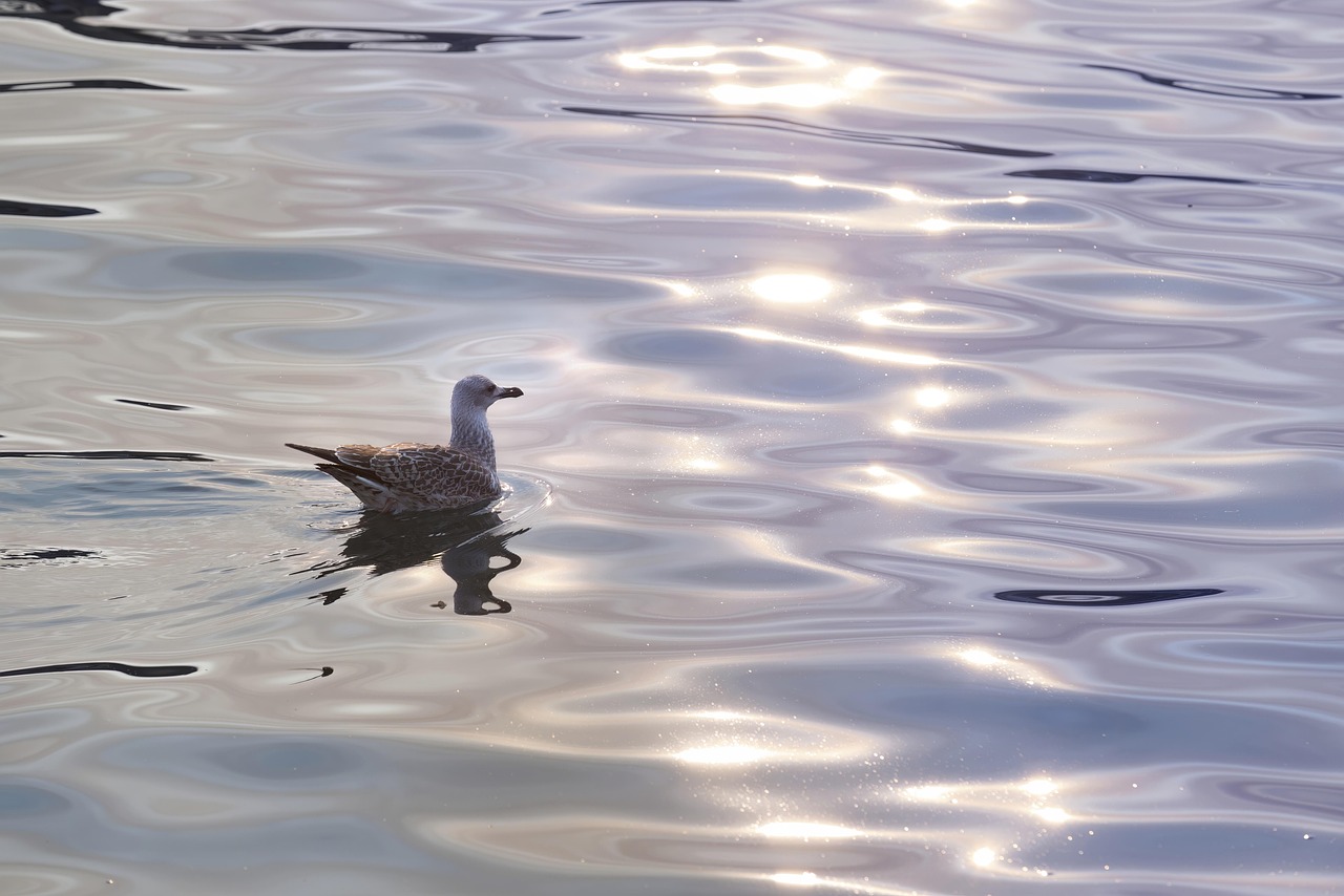 silver gull, bird, animal, gull, seagull, coastal bird, seabird, beak, plumage, avian, wildlife, ocean, nature