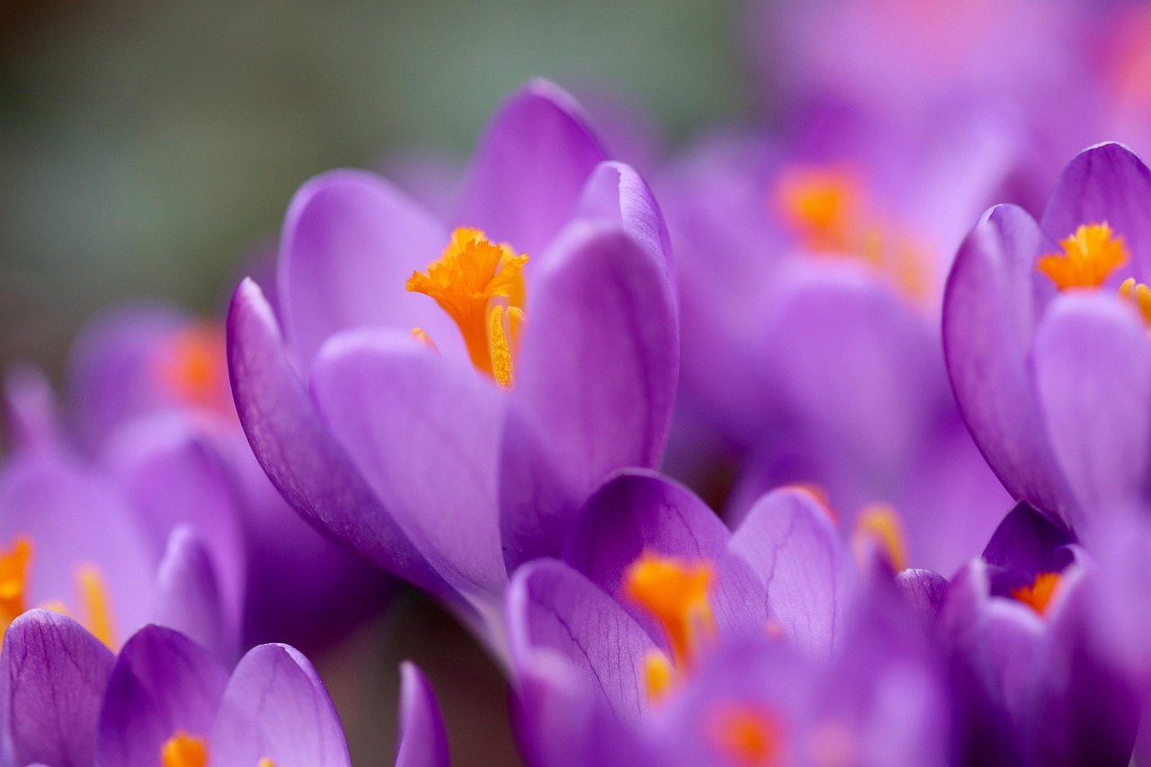 crocus, stamens, pistils, early bloomer, spring awakening, petals, blooms, blossoms, nature, bloom, purple flowers