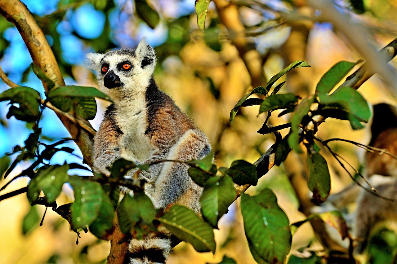lemur, halfaap, lemurs, mammal, animal, nature, fauna, wild, madagascar, exotic, special, forest, tropical, monkey