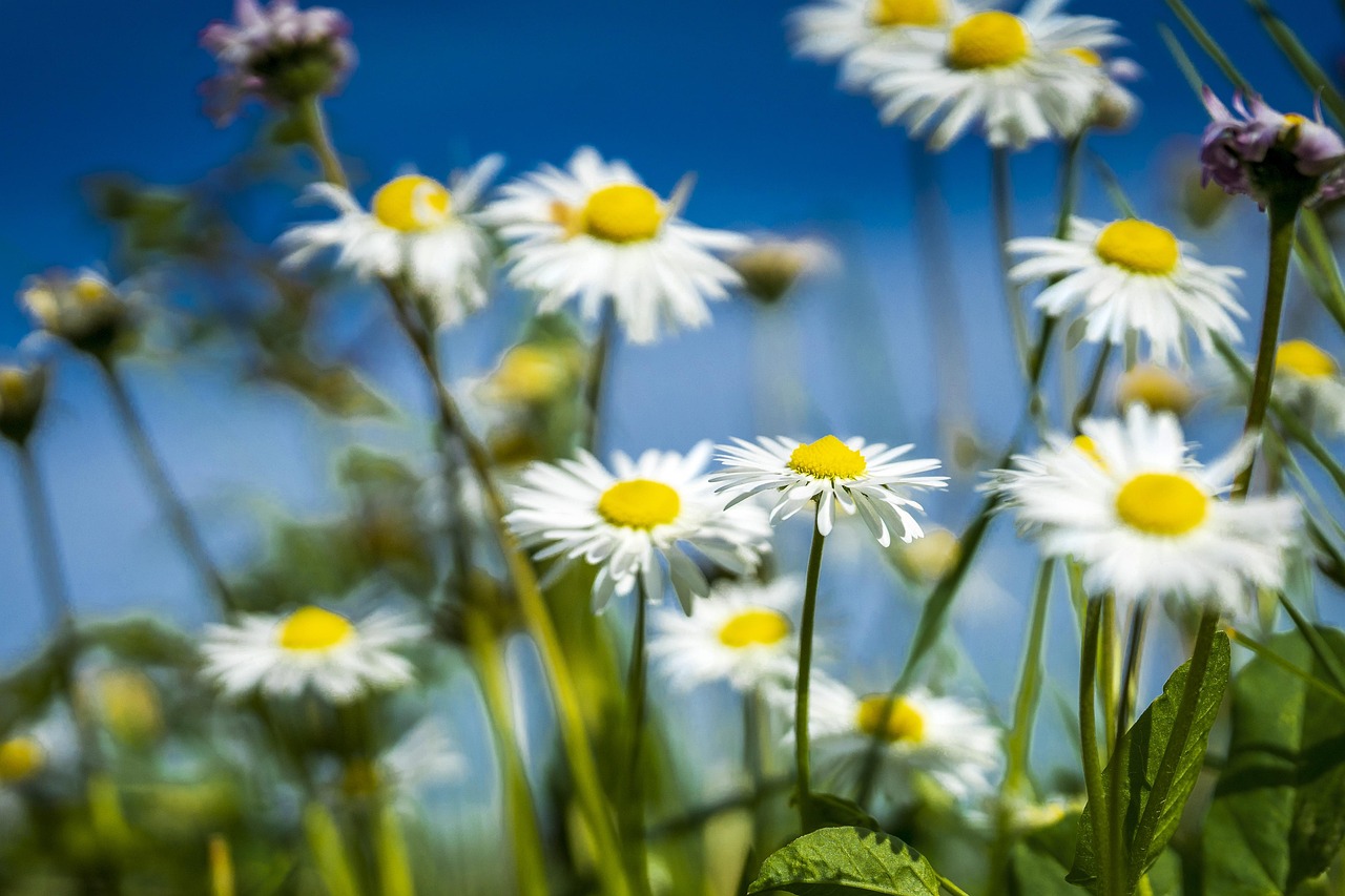spring, field, daisy, nature, colorful, flowers, decoration, season, bloom, april, flower wallpaper
