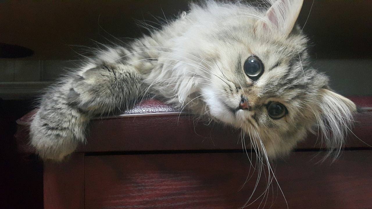cat, animal, persian