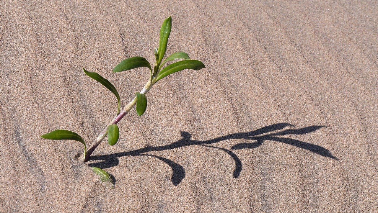 the shade, structure, sand pattern, to survive