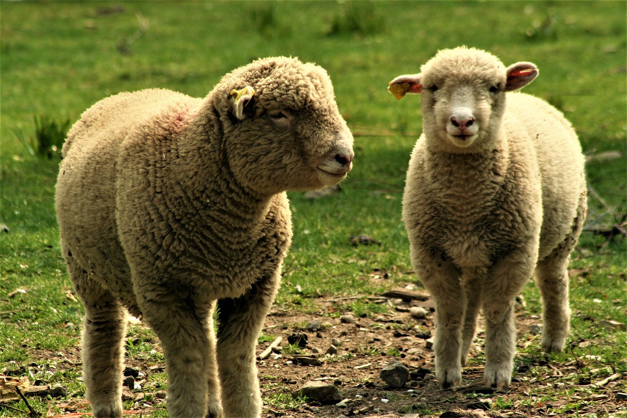 sheep, ewe, lamb, farm