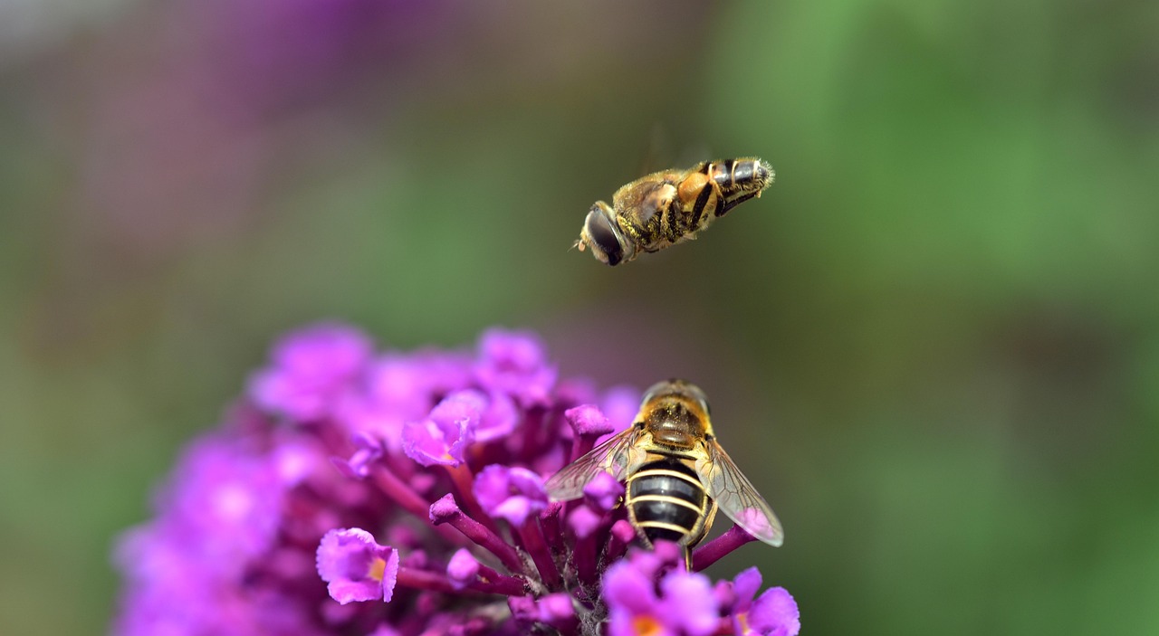 medium wedge, spot hover fly, eristalis interrupta, hover fly, syrphidae, flying, high flyer, insects, flying insects, free flight, striped, blossom, bloom, lilac, air, summer, food, landing, hover