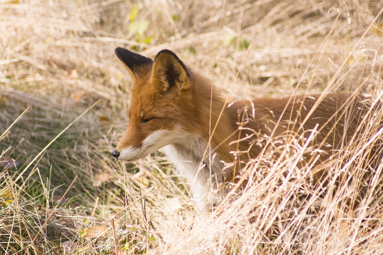 fox, predator, reddish, fur, red fox, forest animals, cute, wild animal