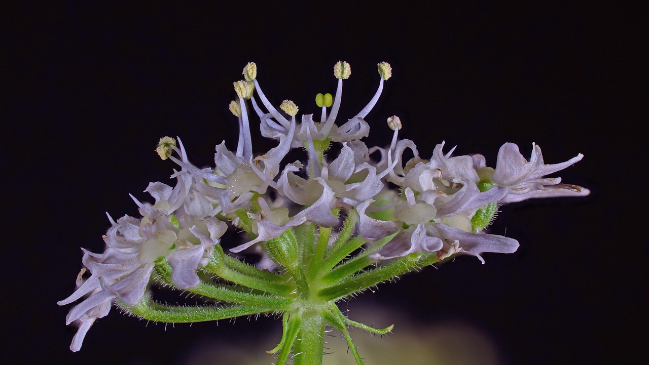 chervil, blossom, bloom, plant, umbel flower, umbel, mock bloom, meadow chervil, meadow plant, pistils, anthers, pollen