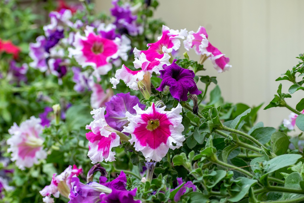 surfinia, colorful flowers, flowers, blossoms, bloom, flora, garden, plants, spring, nature