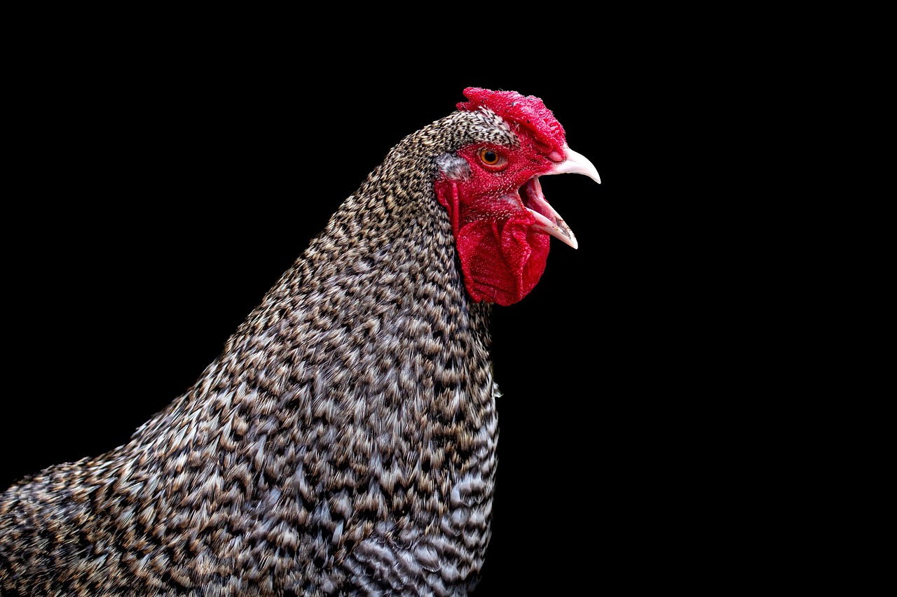 rooster, chicken, bird, male chicken, animal portrait, red