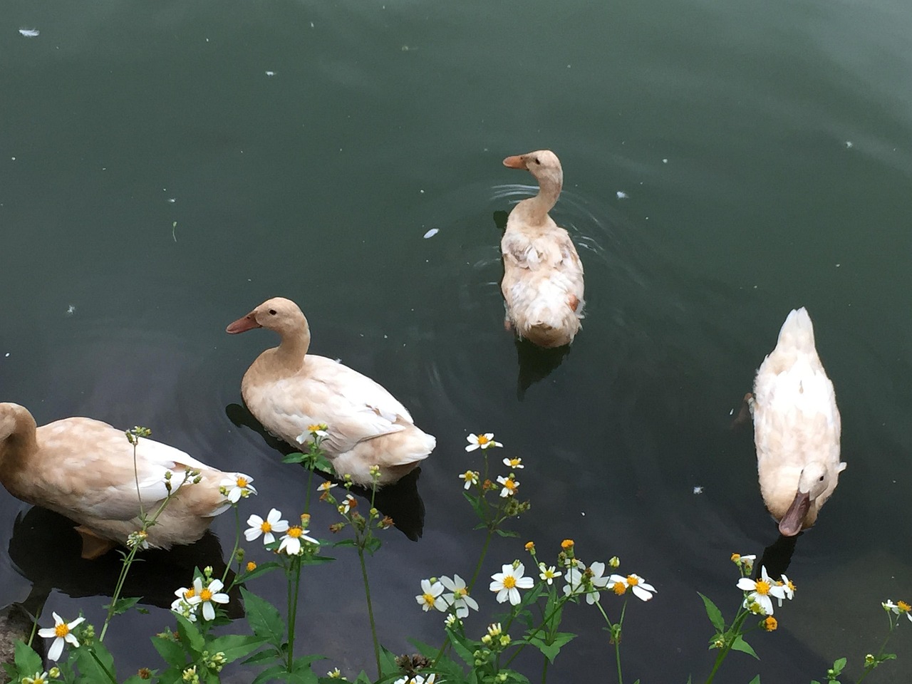 hapiness, duck, lake, pet