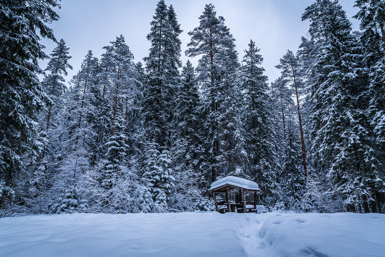 trees, winter, snow, alcove, path